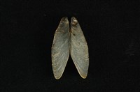 藏品(河殼菜蛤(沼蛤))的圖片